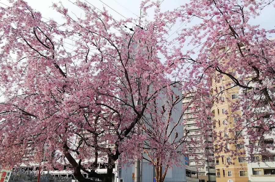 はさま公園