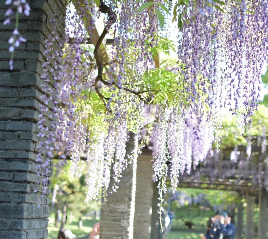 Wisteria Trellis