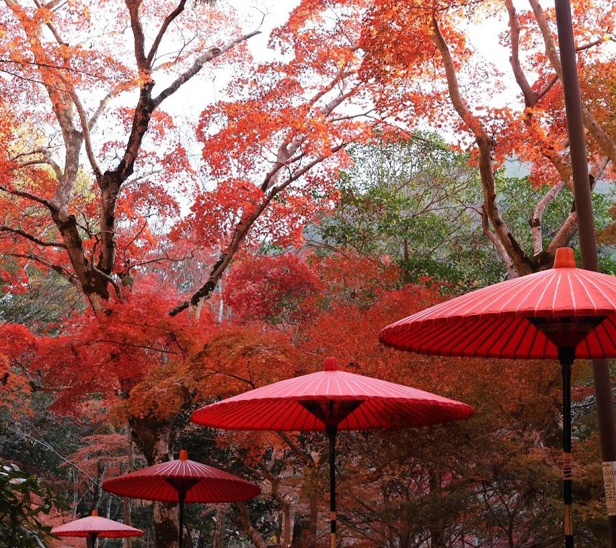 瑞宝寺公園