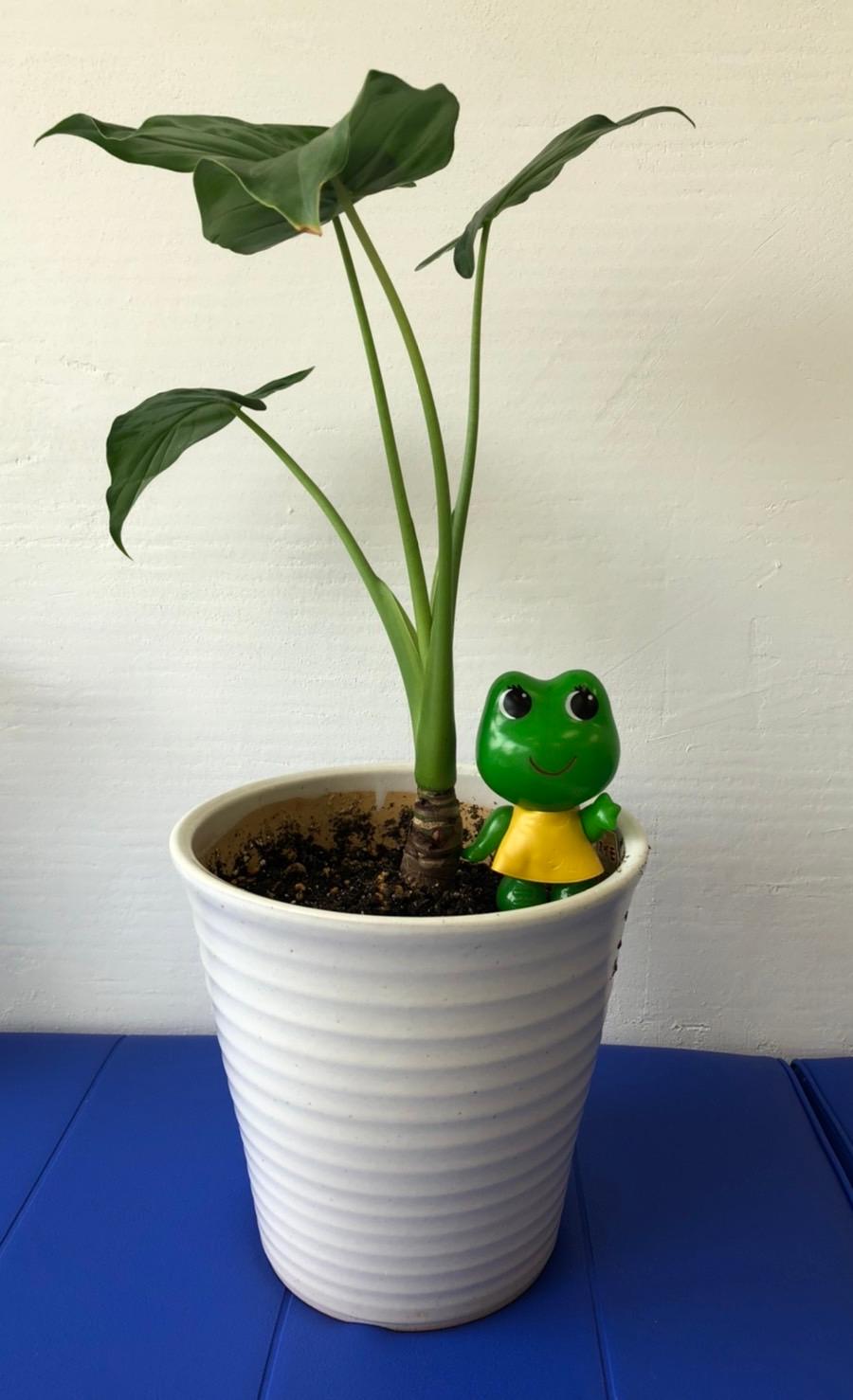 わかくさ薬局